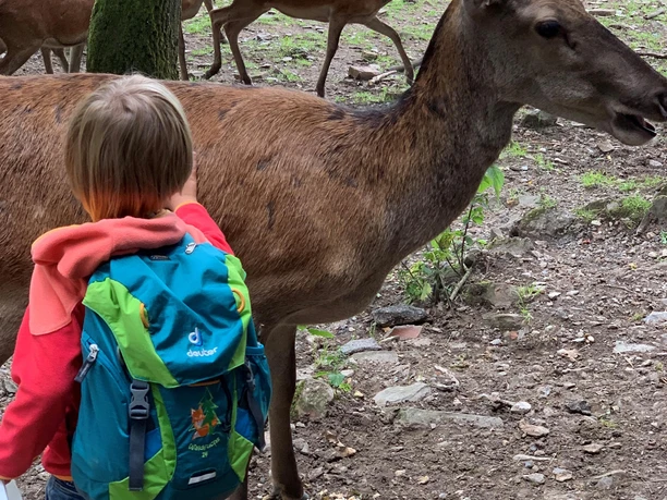 Tiere streicheln Tiere streicheln