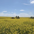 Rapsfeld im Paderborner Land