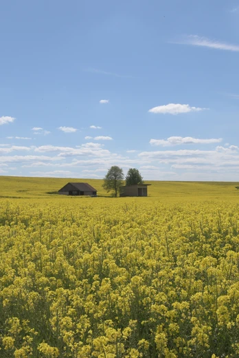 Rapsfeld im Paderborner Land