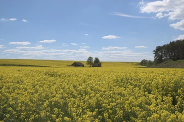 Rapsfeld im Paderborner Land Rapsfeld im Paderborner Land