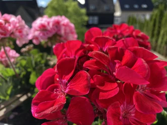 Blumen Blumen