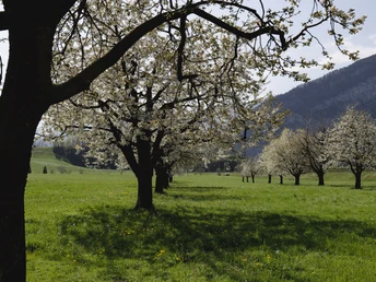 Blühende Bäume Steinen