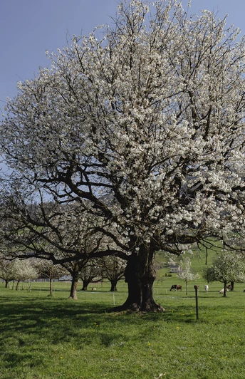 Alter Hochstammbaum in voller Blüte
