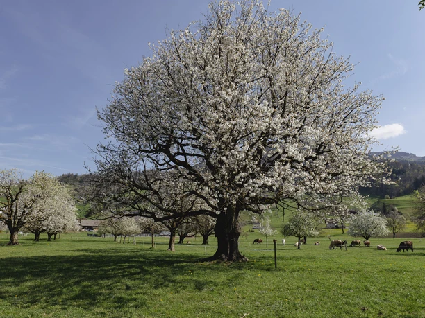 Alter Hochstammbaum in voller Blüte