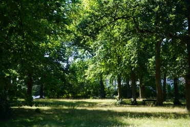 Bürgerpark Verden Ein sonnendurchfluteter Park mit hohen Bäumen, die Schatten spenden, und einer Wiese zum Verweilen.