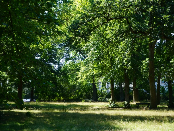 Bürgerpark Verden Ein sonnendurchfluteter Park mit hohen Bäumen, die Schatten spenden, und einer Wiese zum Verweilen.