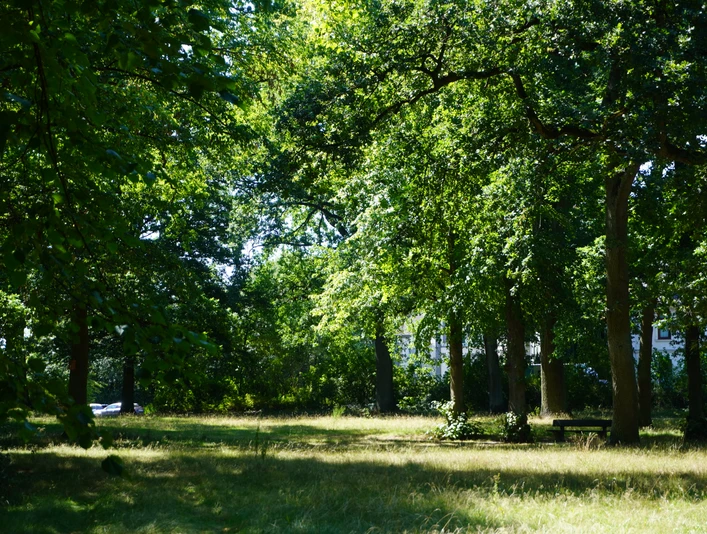 Bürgerpark Verden Ein sonnendurchfluteter Park mit hohen Bäumen, die Schatten spenden, und einer Wiese zum Verweilen.