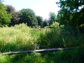 Üppiges grünes Ufer mit Teich, umgeben von Bäumen unter strahlendem Sonnenschein im Rhododendron-Park.