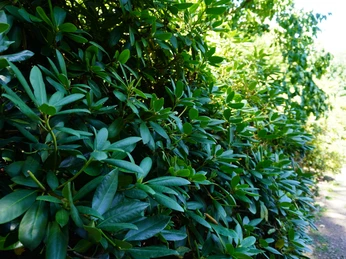 Grünes Rhododendron-Laub in voller Pracht bei Sonnenschein neben einem unbefestigten Weg.