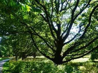 Großzügige, sonnenbeschienene Wiese mit imposanten, schattenspendenden Bäumen an einem Serpentinenweg.