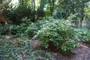 Grüner Rhododendron-Strauch im Vordergrund eines dicht bepflanzten, schattigen Waldareals.