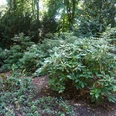 Grüner Rhododendron-Strauch im Vordergrund eines dicht bepflanzten, schattigen Waldareals.