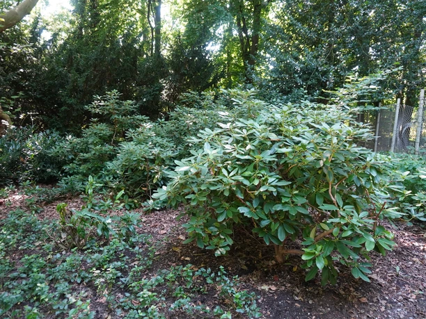 Grüner Rhododendron-Strauch im Vordergrund eines dicht bepflanzten, schattigen Waldareals.