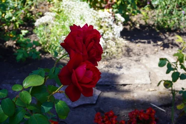 Rosengarten Verden Zwei rote Rosen mit knackig grünen Blättern strahlen in einem sonnenbeschienenen Rosengarten.