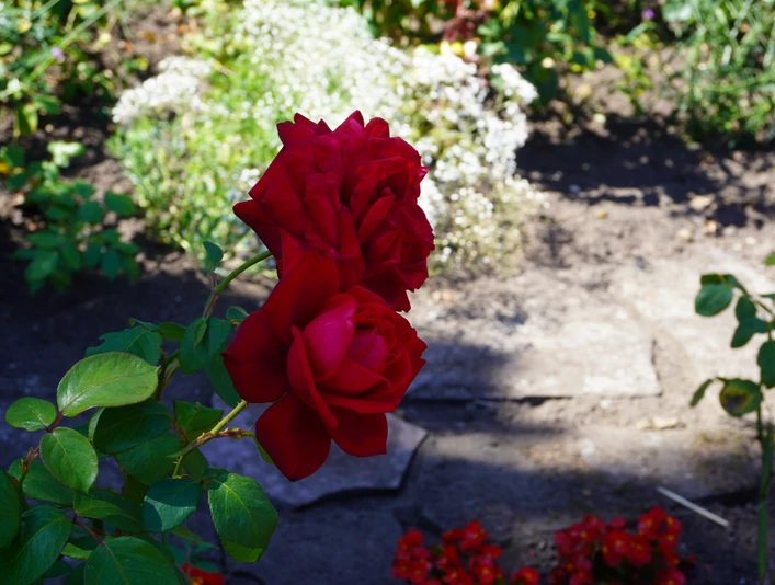 Rosengarten Verden Zwei rote Rosen mit knackig grünen Blättern strahlen in einem sonnenbeschienenen Rosengarten.