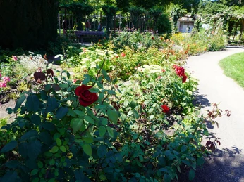 Rosen in blühenden Beeten entlang eines geschwungenen Weges in einem gepflegten Garten in Verden.