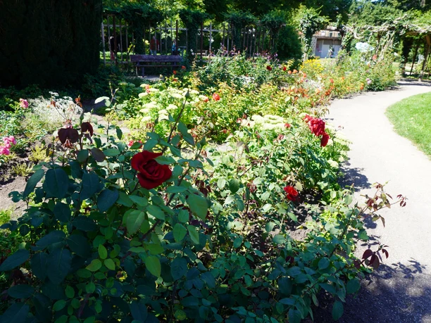 Roses in blooming flower beds along a winding path in a well-tended garden in Verden.