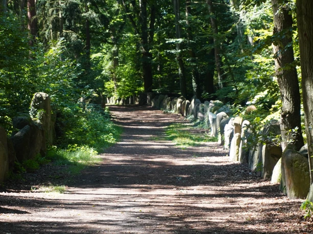 Sachsenhain Verden Ein von Bäumen gesäumter, schattiger Weg führt vorbei an großen, aufrecht stehenden Steinen.