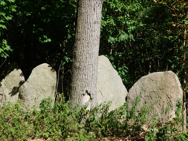 Sachsenhain Verden Felsen und Bäume bilden eine natürliche Waldkulisse im geschichtsträchtigen Sachsenhain Verden.