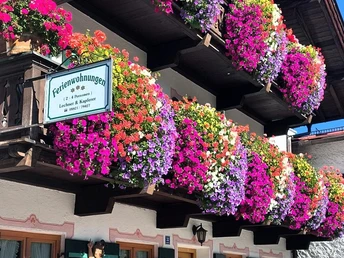 Sommerblumenpracht unseres Hauses