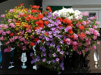 Blumenschmuck am Haus