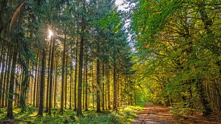 Ein Weg durch den Landesforst Franzhorn Ein Weg durch den Landesforst Franzhorn