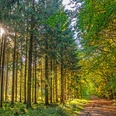 Ein Weg durch den Landesforst Franzhorn Ein Weg durch den Landesforst FranzhornA trail through the Franzhorn National ForestEn sti gennem Franzhorn National ForestEen pad door het Franzhorn National Forest