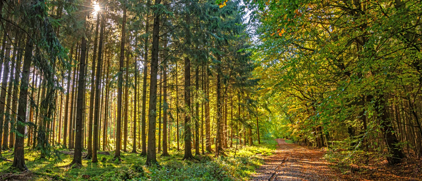 Ein Weg durch den Landesforst Franzhorn Ein Weg durch den Landesforst Franzhorn