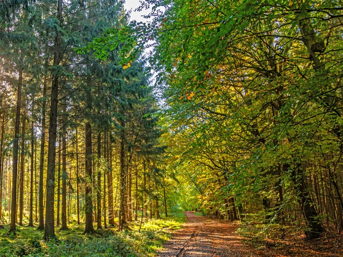 Ein Weg durch den Landesforst Franzhorn Ein Weg durch den Landesforst FranzhornA trail through the Franzhorn National ForestEn sti gennem Franzhorn National ForestEen pad door het Franzhorn National Forest