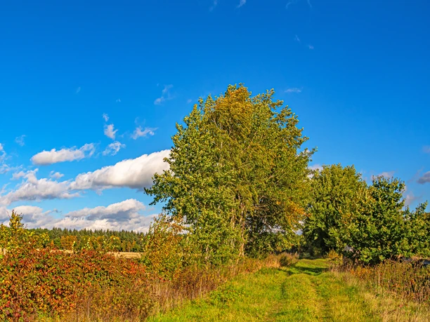 Naturnaher Weg zwischen Eichholz und Brillit Naturnaher Weg zwischen Eichholz und Brillit
