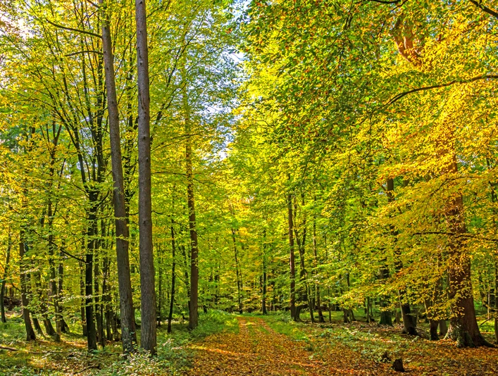 Das Innere vom Wald Eichholz bei Gnarrenburg Das Innere vom Wald Eichholz bei GnarrenburgThe interior of the Eichholz forest near GnarrenburgDet indre af Eichholz-skoven nær GnarrenburgDe binnenkant van het Eichholz-bos bij Gnarrenburg