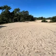 Eine weitläufige Sanddünenlandschaft mit Kiefern und hellem Sand unter klarem, blauem Himmel.