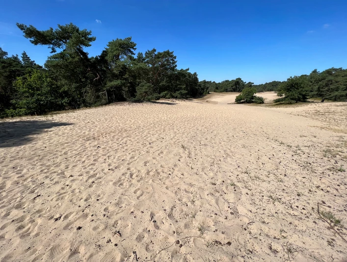 Eine weitläufige Sanddünenlandschaft mit Kiefern und hellem Sand unter klarem, blauem Himmel.