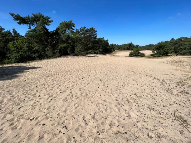 Verdener Düne Eine weitläufige Sanddünenlandschaft mit Kiefern und hellem Sand unter klarem, blauem Himmel.