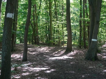 Ein dichter Laubwald mit markierten Wanderwegen unterstreicht den natürlichen Charme des Stadtwaldes.