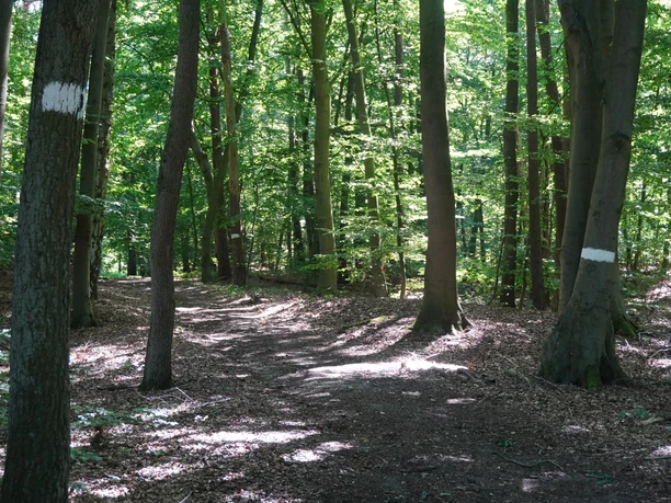 A dense deciduous forest with marked hiking trails enhances the natural charm of the city forest.