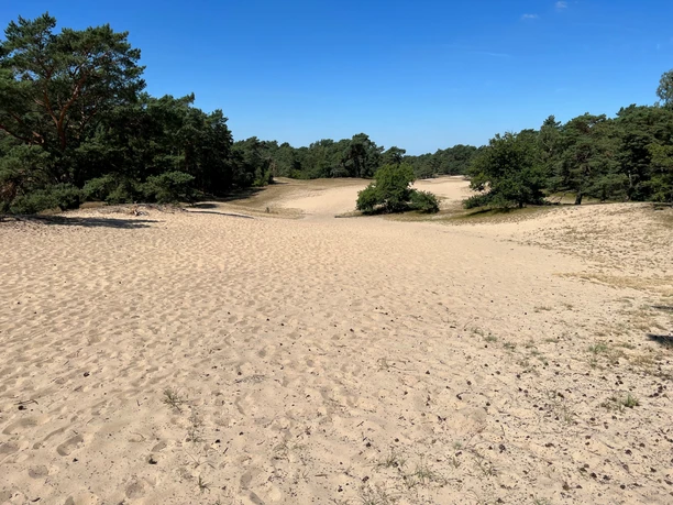 Verdener Düne Offene Sandfläche in der Verdener Düne, umgeben von Kiefernbäumen unter klarem, blauem Himmel.