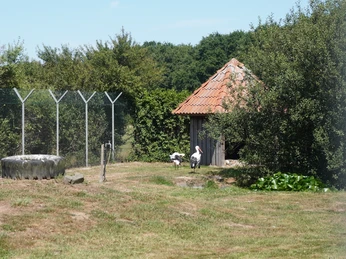 Storchenpflegestation Verden Storchenpflegestation Verden: Störche streifen über eine grüne Wiese neben alten Wirtschaftsgebäuden.