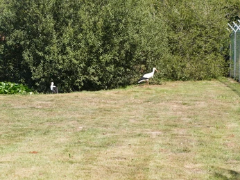 Zwei Störche auf einer Wiese neben einem Zaun, umgeben von dichter grüner Vegetation.