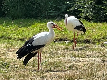 Zwei Weißstörche stehen auf einer Wiese, von Bäumen umgeben und mit typischen roten Schnäbeln.