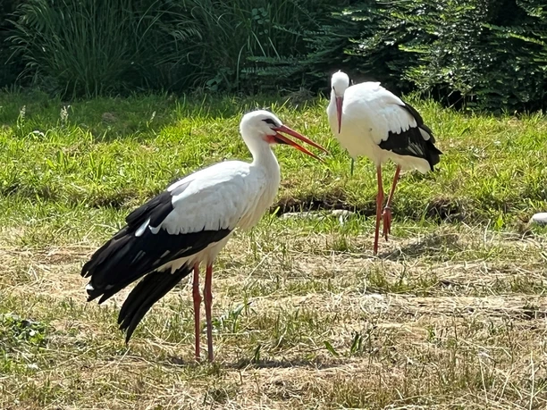 Zwei Weißstörche stehen auf einer Wiese, von Bäumen umgeben und mit typischen roten Schnäbeln.