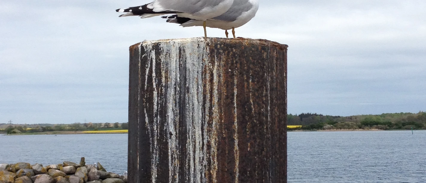 2015-05-08 Maasholm - J. Thurow.JPG