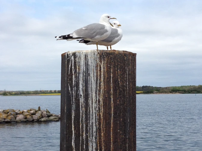 2015-05-08 Maasholm - J. Thurow.JPG