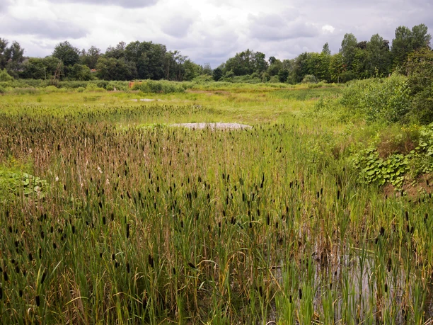 Nieheimer Tongrube Grüne Wiese mit hohem Schilf und dichten Bäumen im Hintergrund unter wolkigem Himmel.