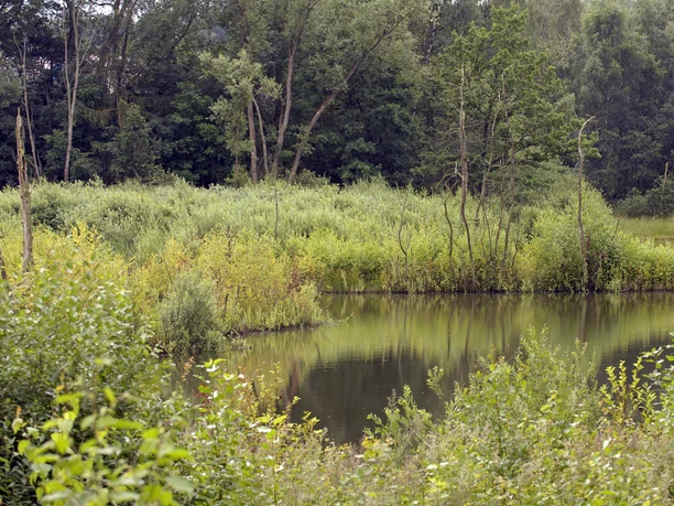 Grüne Bewaldung umrahmt einen ruhigen Teich, gesäumt von dichtem Strauchwerk und schmalen Bäumen.