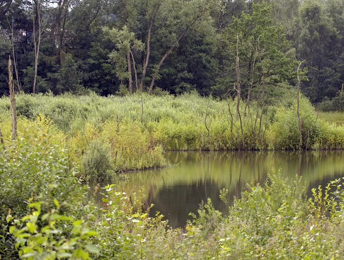 Nieheimer Tongrube Grüne Bewaldung umrahmt einen ruhigen Teich, gesäumt von dichtem Strauchwerk und schmalen Bäumen.
