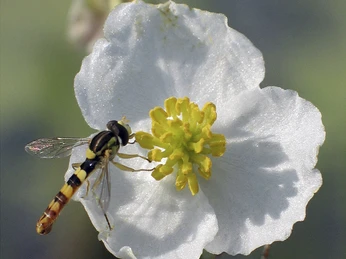 Eine Schwebfliege sitzt auf der Blüte des Gemeinen Froschlöffels, Umgebung unscharf dargestellt.