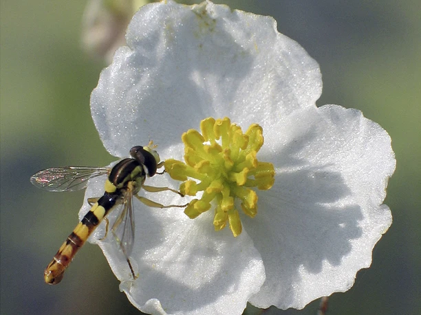 Eine Schwebfliege sitzt auf der Blüte des Gemeinen Froschlöffels, Umgebung unscharf dargestellt.