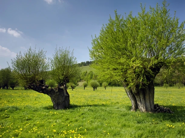 Kopfweiden Zwei große Kopfweiden stehen auf einer weitläufigen Wiese, umgeben von gelben Blumen und Hügeln.