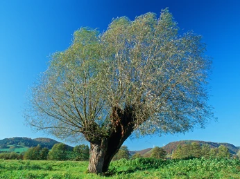 Eine Kopfweide auf einer Wiese vor einem klaren blauen Himmel, umgeben von sanften Hügeln.